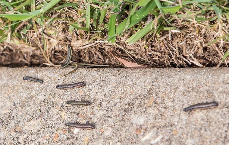 Blog - How To Get Rid Of Army Worms On Your Baldwyn Lawn